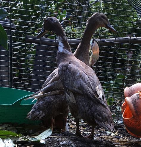 Indian Runners | Ducks | Breed Information | Omlet