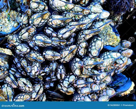 What Color Are Barnacles