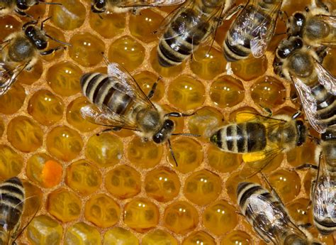 Is Honey Bee Vomit? | How Do Bees Make Honey & What Is The Honey Stomach?