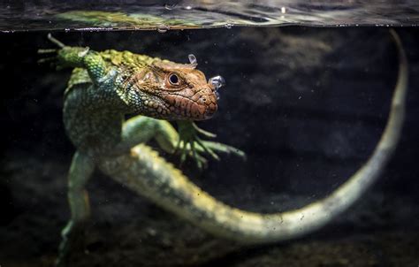 Endangered Reptiles