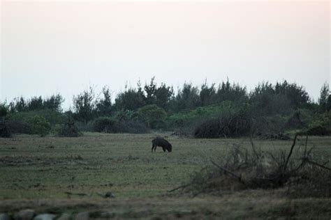 Point Calimere Wildlife and Bird Sanctuary (Nagapattinam) - 2021 What ...