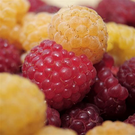 Download wallpaper 2780x2780 raspberry, berry, ripe, sweet ipad air ...