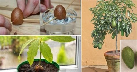 Image result for Planting Avocado Tree