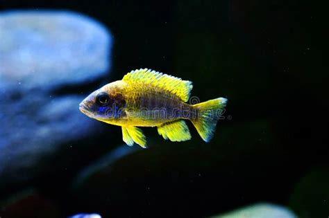 [ 2 PIECE ₹300 ( IMPORTED ) ] Sunshine Peacock Cichlids