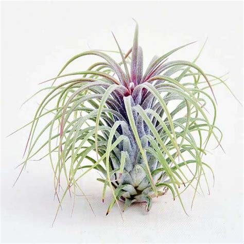 9 Facts About Air Plants Nobody Tells You | Nurserylive