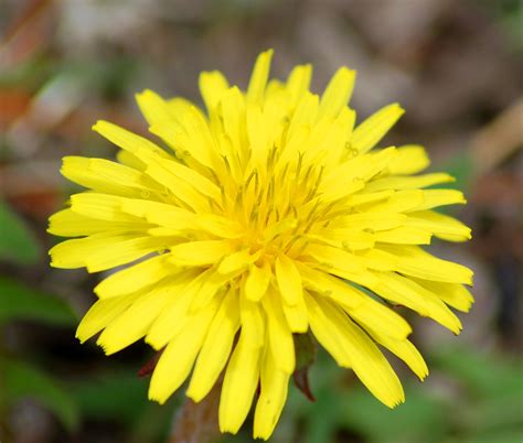 Weed With Little Yellow Flowers In Lawn at George Ashcraft blog