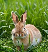 Image result for Cute Bunny Eating