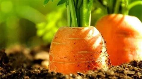 如何确定胡萝卜的最佳种植方式？季节不同方法不同_腾讯新闻