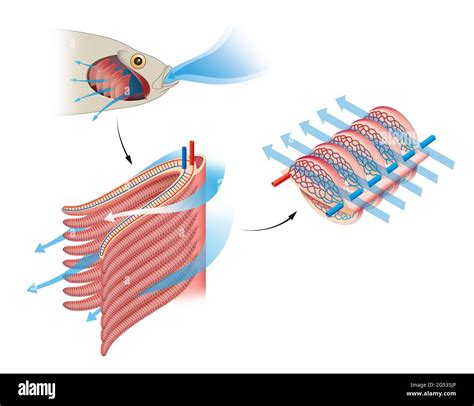 How fish breathe Cut Out Stock Images & Pictures - Alamy