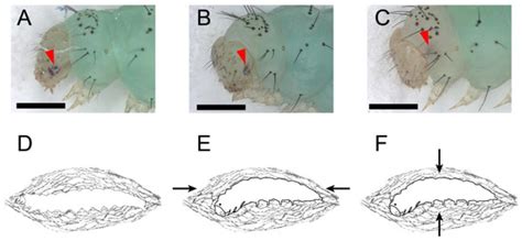 Characterization of Molting Process during the Different Developmental ...