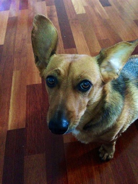 Corgi, Dorgi, Daschund Hybrid Dog Breeds