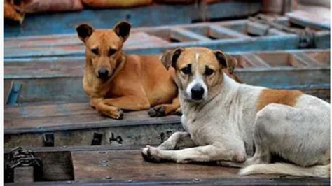 Arunachal: Shoot-at-sight order of stray dogs draws strong opposition ...