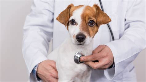 Metronidazole for dogs: Vet’s guide to dosage and side effects | PetsRadar