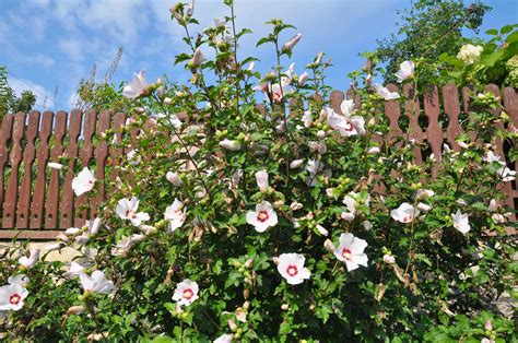 How To Grow Rose Of Sharon In A Pot at Richard Jett blog