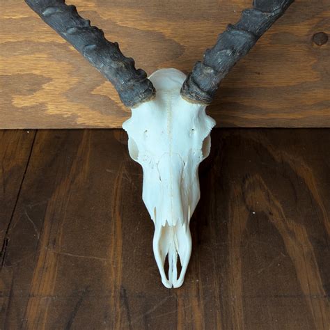 Impala Skull
