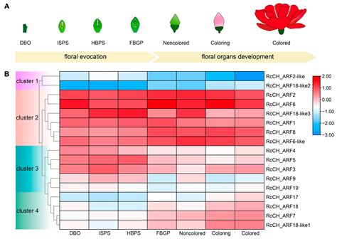 The Identification of Auxin Response Factors and Expression Analyses of ...