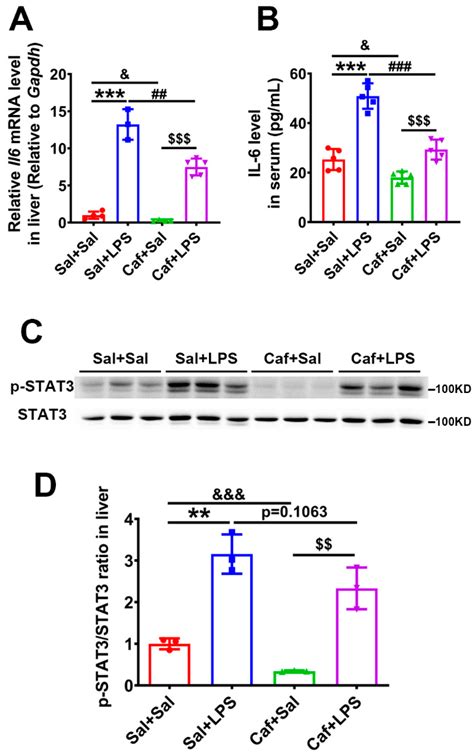 Caffeine Decreases Hepcidin Expression to Alleviate Aberrant Iron ...