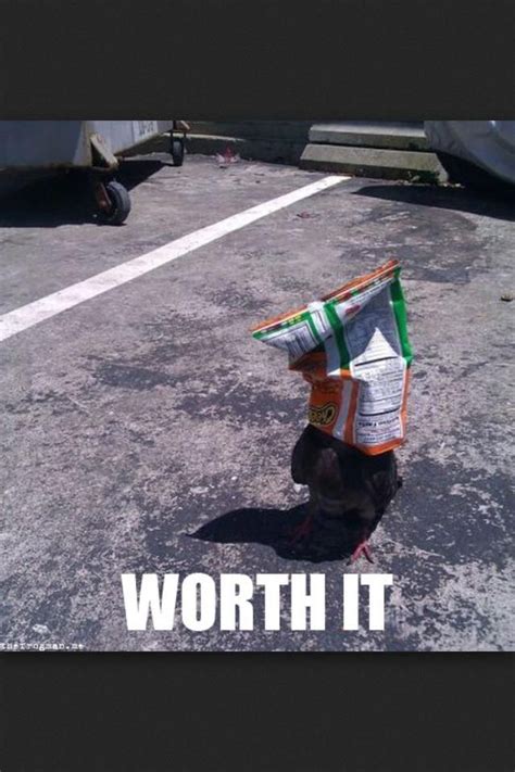 Image result for Bird Fail