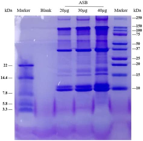 Dietary Supplementation with Sea Bass (Lateolabrax maculatus ...