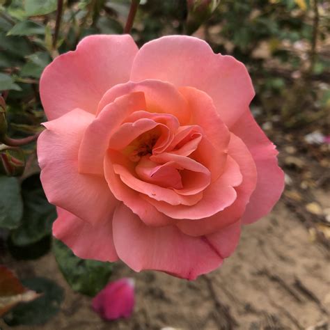 Lydia Ruth rose | Pink Floribunda rose | The Fragrant Rose Company