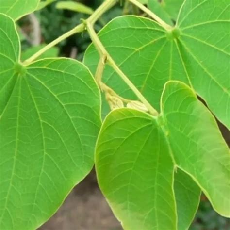 Beneficios Del árbol Pata De Vaca: Propiedades Medicinales Y Usos ...