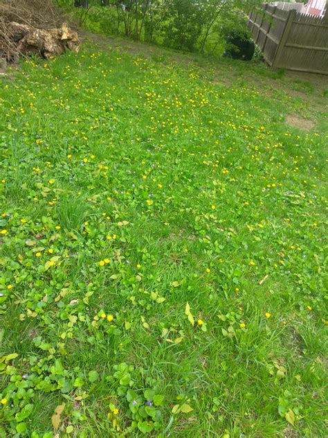 Natural ways to get rid of dandelions without killing my grass? They are taking over my yard and ...