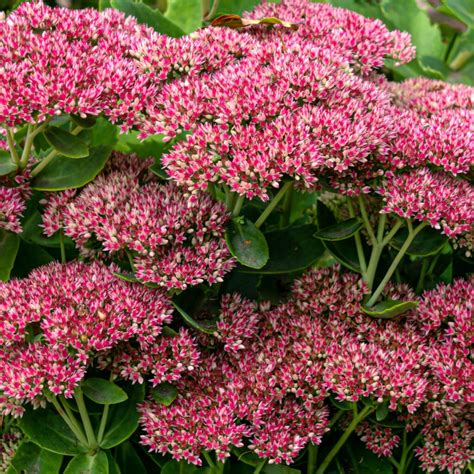 The Best Fall Blooming Perennials To Plant For Big Autumn Color!