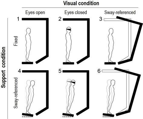Frontiers | Balance impairment in myotonic dystrophy type 1: Dynamic ...
