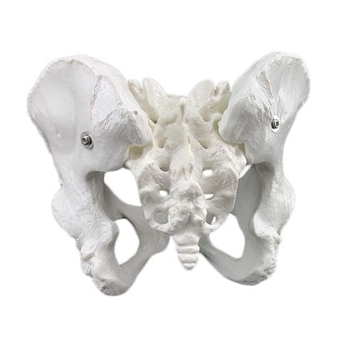 Zxcvbas Scientific Skeletal Model Of The Female Pelvis Cast From ...