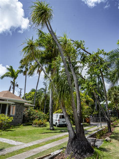 Image result for Palm Tree Map