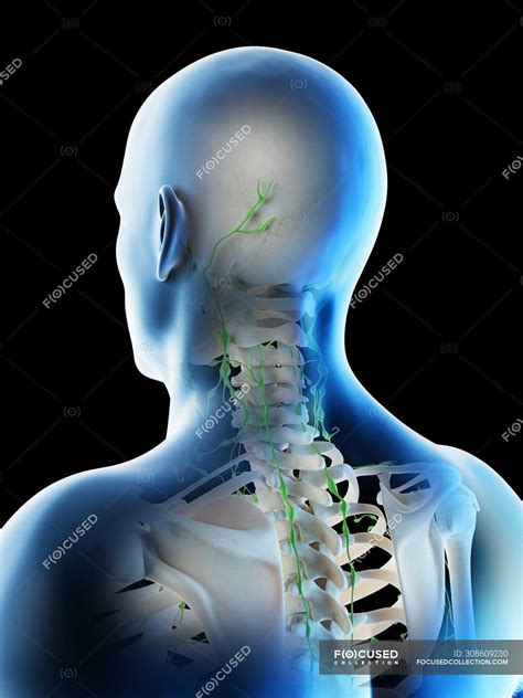 Lymph Node Locations Back Of Neck