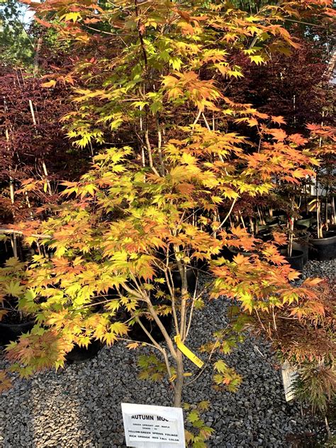 Japanese Maples | Japanese Maple Trees | Cline's Nursery in Shelby NC
