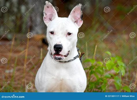 Pitbull Mix With Bull Terrier