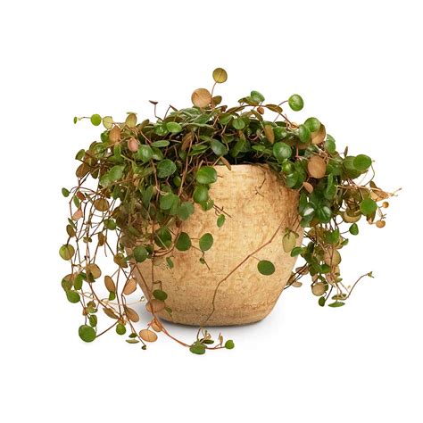 Peperomia prostrata Pepperspot - String of Coins | Hortology