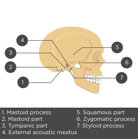 Image result for Styloid Process of Temporal Bone Inferior View