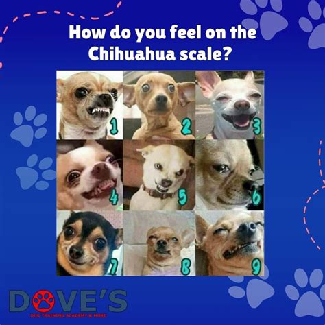Scale Of Dog How Are You Feeling