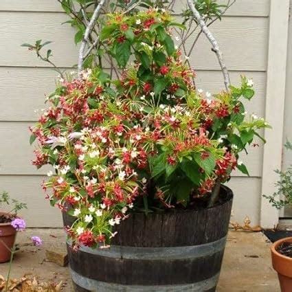 Gardening Paradise Madhumalti New Double Petals Rangoon Creeper Live ...