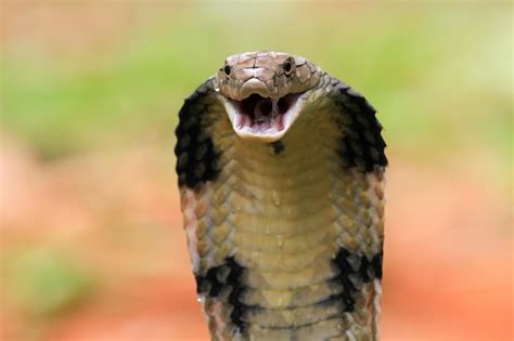 Tête de gros plan de serpent cobra royal vue de côté serpent cobra ...