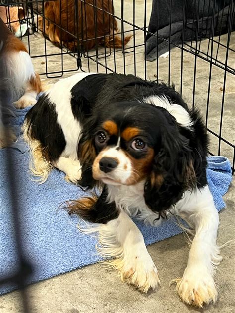 Midland Humane Society to take in 20 dogs saved from puppy mills