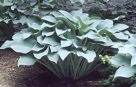 Hosta x Krossa Regal | Wychwood Tasmania