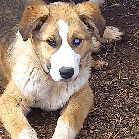 Eragon » Kanarenhunde e.V.