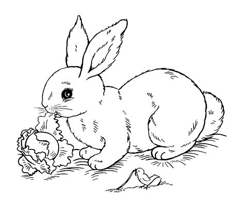 Rabbit Printable Coloring Pages