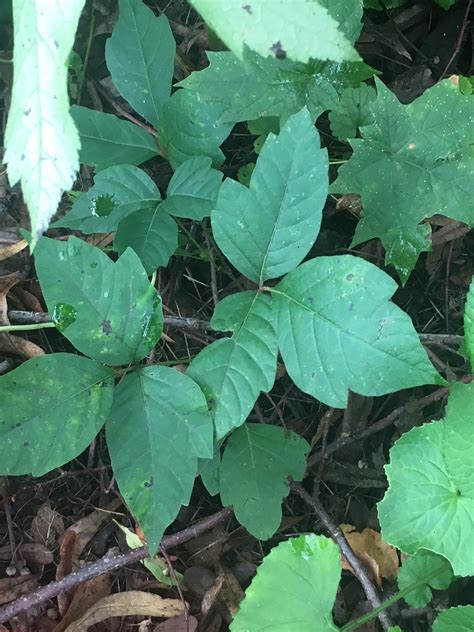 How to Recognize, Respect, and Reduce Poison Ivy – Eating for the ...