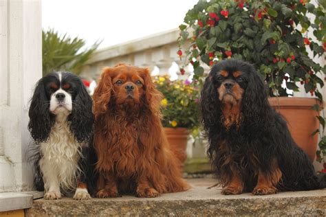 Cavalier King Charles Spaniel: Dog Breed Info & Care