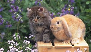 Image result for bunnies hugging cats