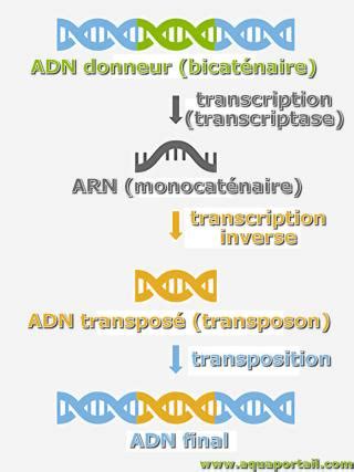 Image result for Transcriptase Inverse Function