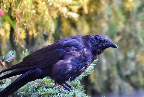 Purple Raven