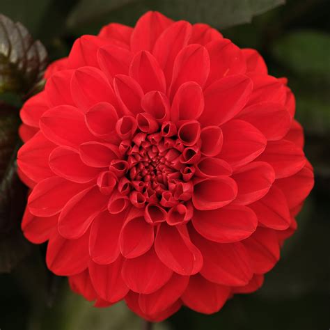 FIRE MOUNTAIN – Geerlings Dahlia