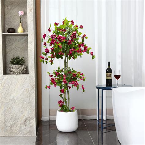 Bougainvillea Trees – VCK Greens