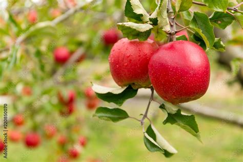 Image result for Apple Tree Farm